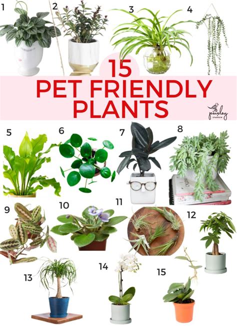 cheap indoor plants that are safe for cats
